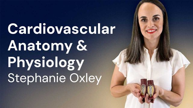 Cover image for: Cardiovascular Anatomy & Physiology